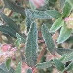 Cistus parviflorus Feuille