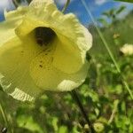 Hibiscus lunariifolius फूल