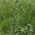 Echium vulgareFlower