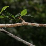 Zanthoxylum asiaticum बार्क (छाल)