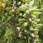 Lupinus albus Fruitua