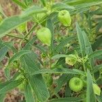 Physalis longifolia Plod