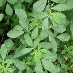 Trigonella foenum-graecum पत्ता