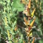 Myricaria germanica Leaf