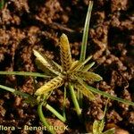 Cyperus flavescens autre