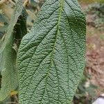Viburnum rhytidophyllum Leaf