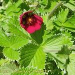 Potentilla argyrophylla Blodyn