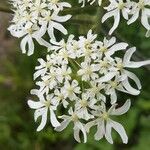 Heracleum sphondyliumFlor