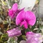 Lathyrus latifolius Kwiat