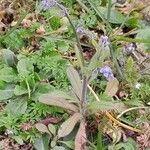 Myosotis ramosissima Habit