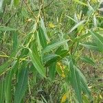 Salix triandra Levél