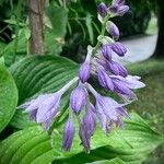 Hosta ventricosa Habitus