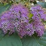 Callicarpa pedunculata Flower
