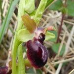 Ophrys sphegodes Blomma