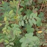 Phyllanthus reticulatus Leaf