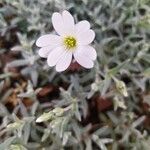 Cerastium tomentosumBlomma