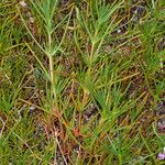 Salsola soda Corteza
