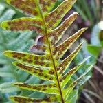 Polypodium vulgare Плод