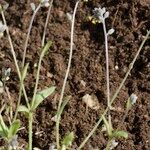 Myosotis balbisiana Hábito