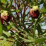 Paeonia delavayi Blüte