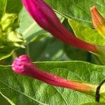 Mirabilis jalapa Λουλούδι