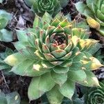 Sempervivum tectorumBlad