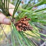 Pinus muricata Hoja