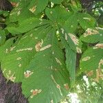 Aesculus hippocastanum Leaf