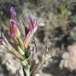 Astragalus incanus 花
