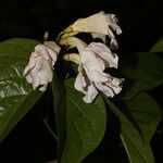 Cydista aequinoctialis Flor