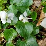 Viola blanda പുഷ്പം