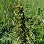 Pedicularis foliosa Kita