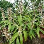 Hedychium villosum Συνήθη χαρακτηριστικά