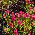 Calluna vulgaris Flower