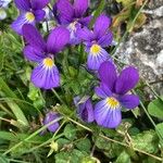 Viola luteaFlower