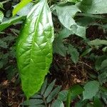 Alchornea laxiflora Leaf