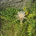 Carlina acaulisFlower