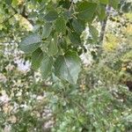 Populus × canescens Ліст