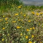 Grindelia squarrosa Хабит