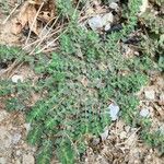 Euphorbia prostrata Blad