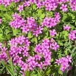 Oxalis debilis Kvet