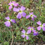 Malcolmia maritima ശീലം