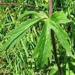 Ranunculus platanifolius Leaf