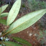 Psychotria coptosperma Leaf