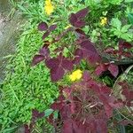 Oxalis hedysaroides Leaf