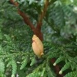 Thuja occidentalis फल