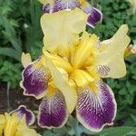 Iris variegata Flower