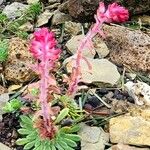 Saxifraga media Floare