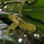 Annona edulis Flor