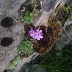 Erinus alpinus Blomst